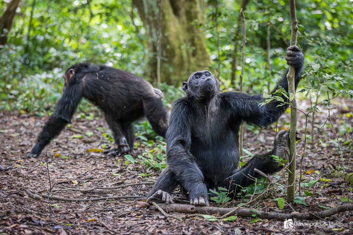 Can I Track Chimpanzees in Uganda in One Day?