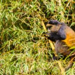 Can I Track Golden Monkeys in Other National Parks?