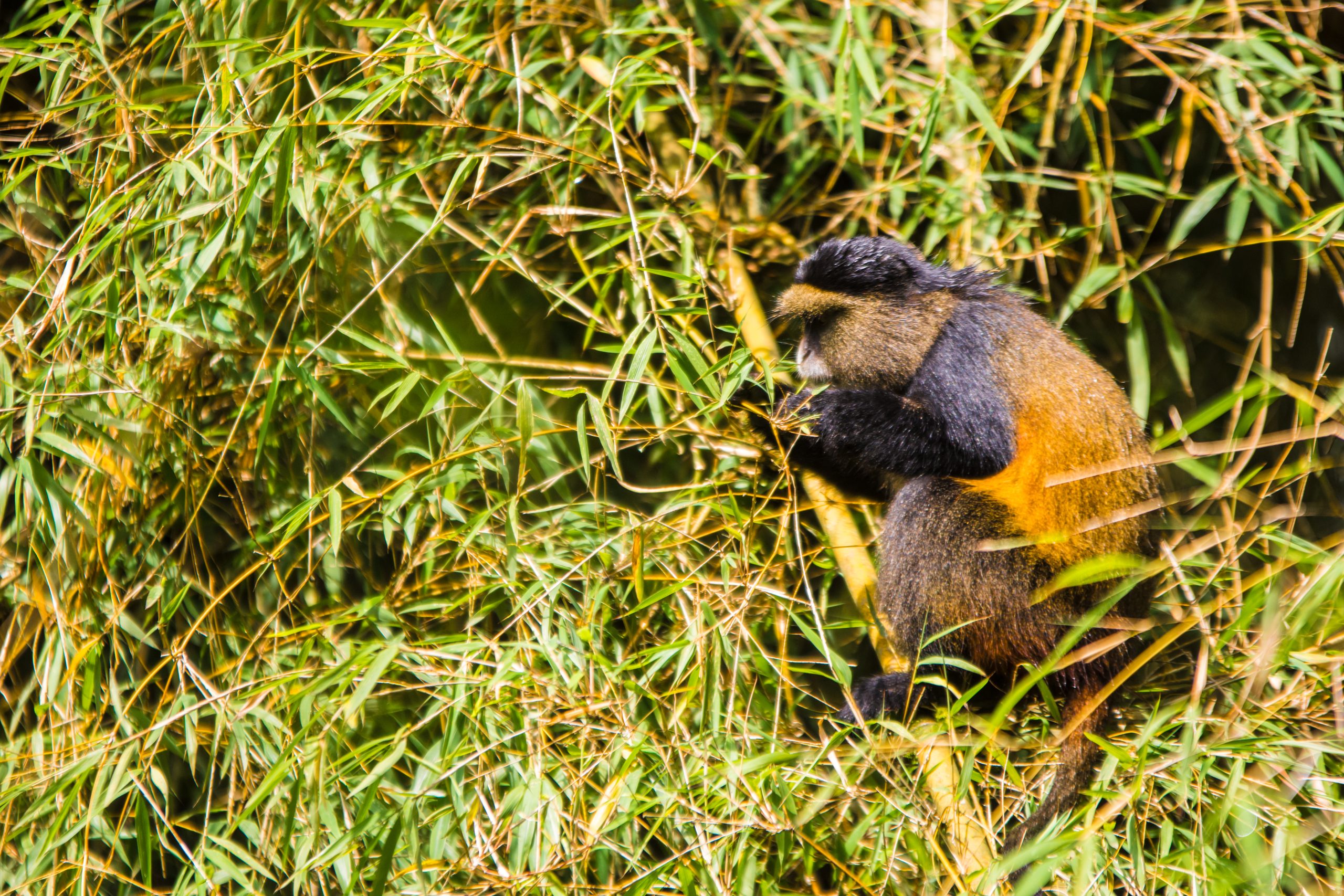 Can I Track Golden Monkeys in Other National Parks?