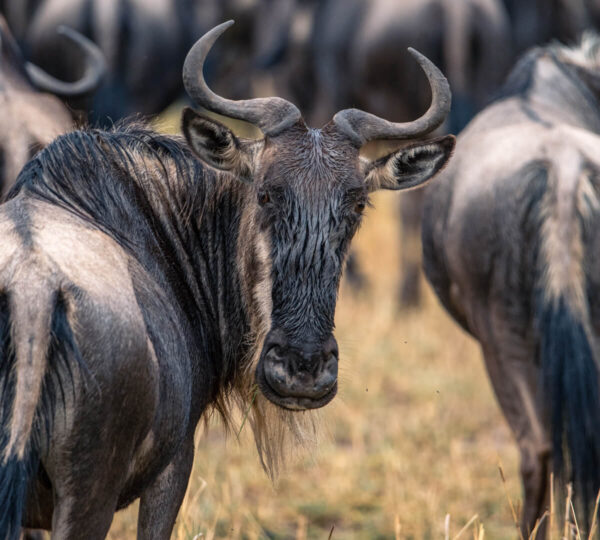 Gorilla Trekking vs the Great Migration