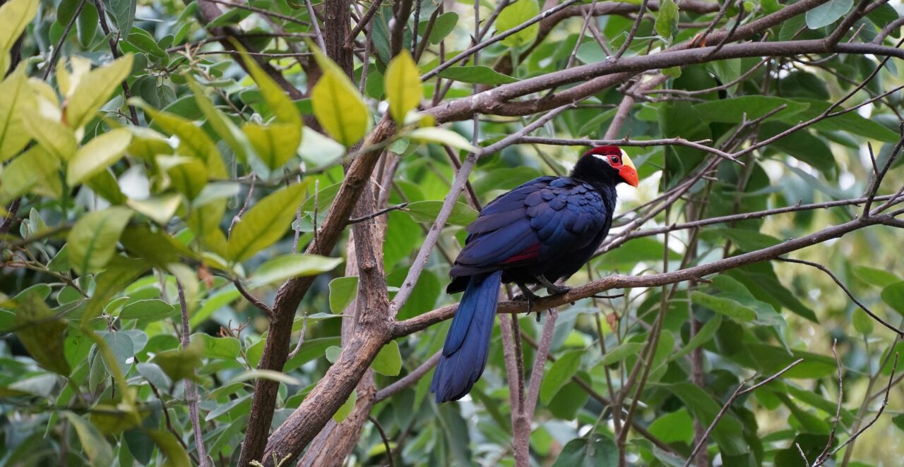 Do Birding Safaris Support Conservation in Uganda