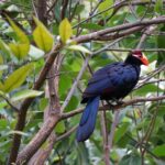 Do Birding Safaris Support Conservation in Uganda