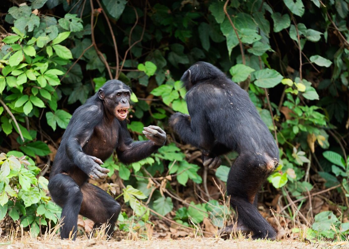 Do Chimpanzees Behave Aggressively When Tracked?