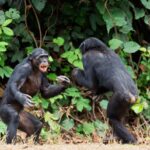 Do Chimpanzees Behave Aggressively When Tracked?
