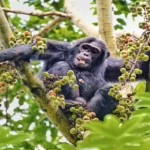 Do Chimpanzees in Uganda Live in the Wild or Semi-Captive Areas?