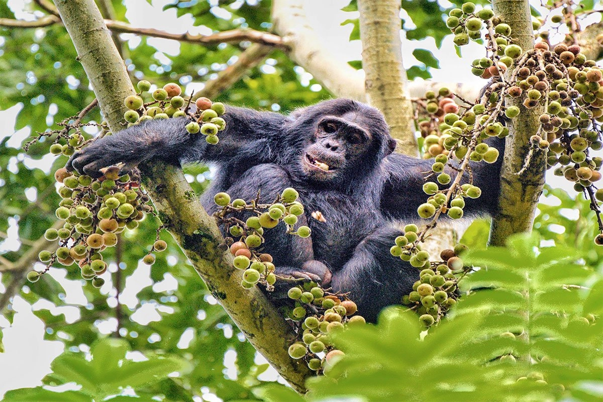 Do Chimpanzees in Uganda Live in the Wild or Semi-Captive Areas?