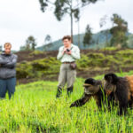 Do Golden Monkeys Interact with Humans During Tracking Safaris?
