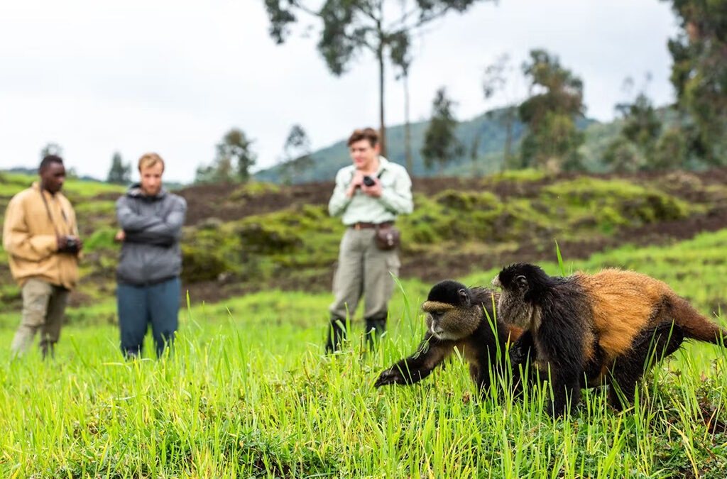 Do Golden Monkeys Interact with Humans During Tracking Safaris?