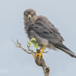 Do I Need Special Permits for Birding in Uganda?