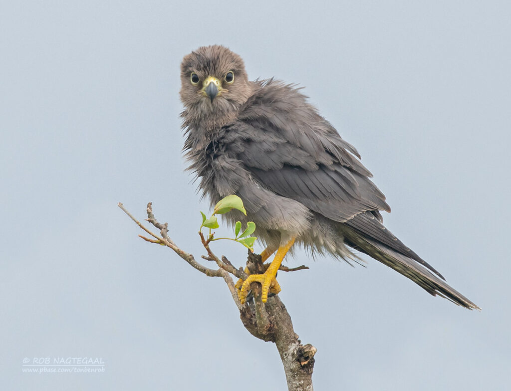 Do I Need Special Permits for Birding in Uganda?