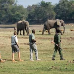 Do I Need Special Permits for a Walking Safari in Uganda?
