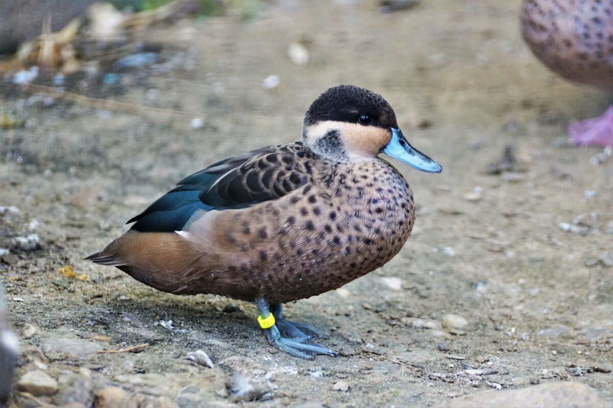 Do I Need a Bird Checklist for Uganda Safaris?