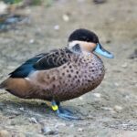 Do I Need a Bird Checklist for Uganda Safaris?