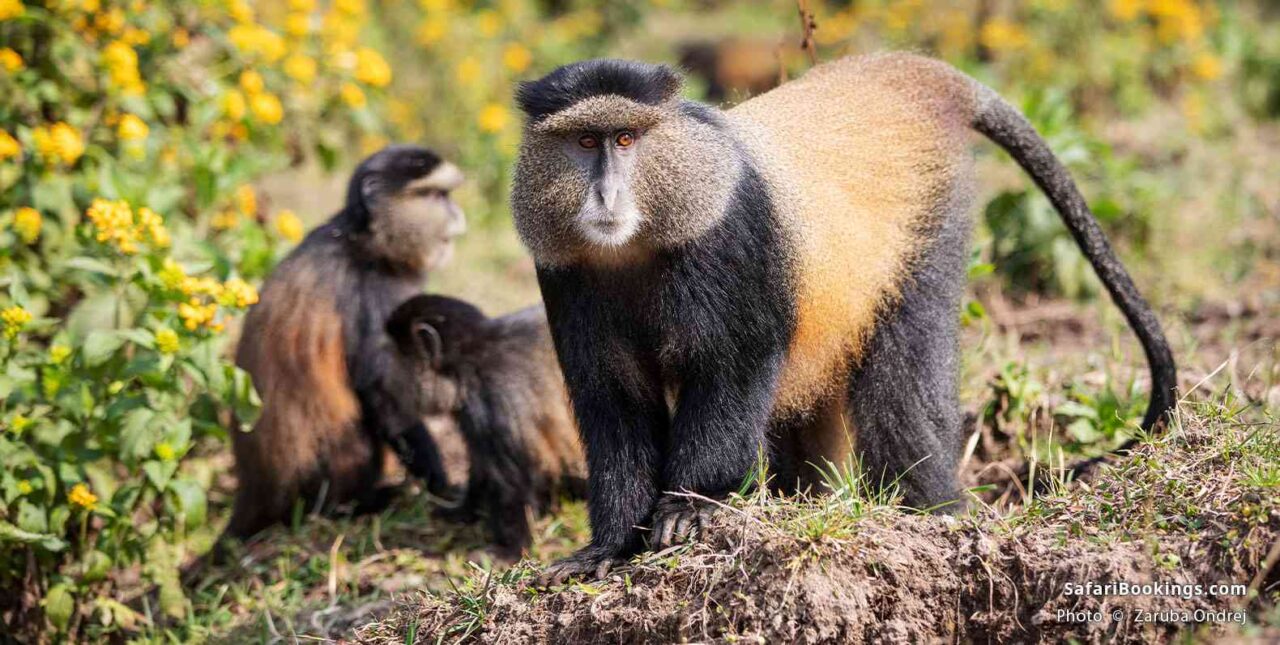 Do I Need a Guide or Can I Track Golden Monkeys Independently