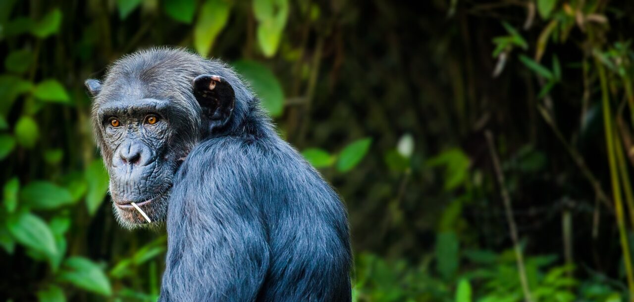 Do I Need a Permit for Chimpanzee Tracking in Uganda?