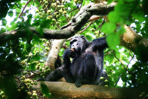 Kibale Forest National Park