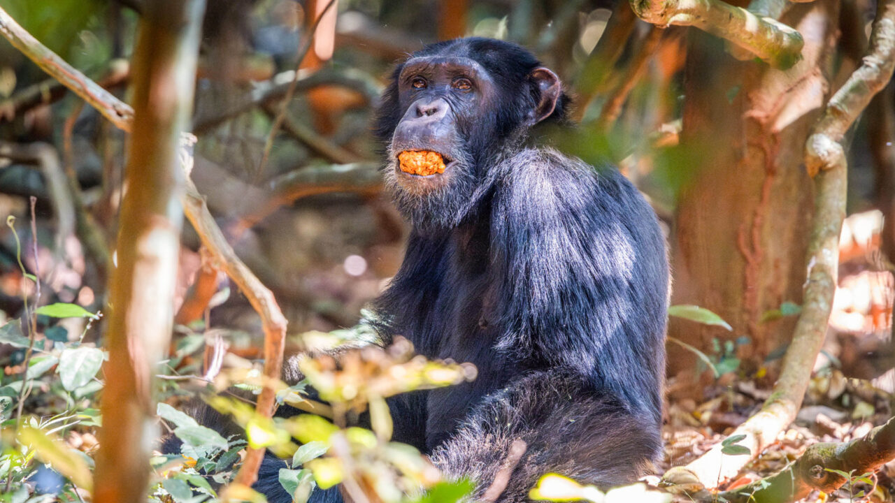 Do I Need to Be Fit for Chimpanzee Tracking in Uganda