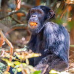 Do I Need to Be Fit for Chimpanzee Tracking in Uganda