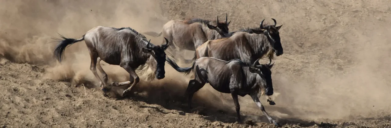 Which Countries Can I See the Great Migration In?