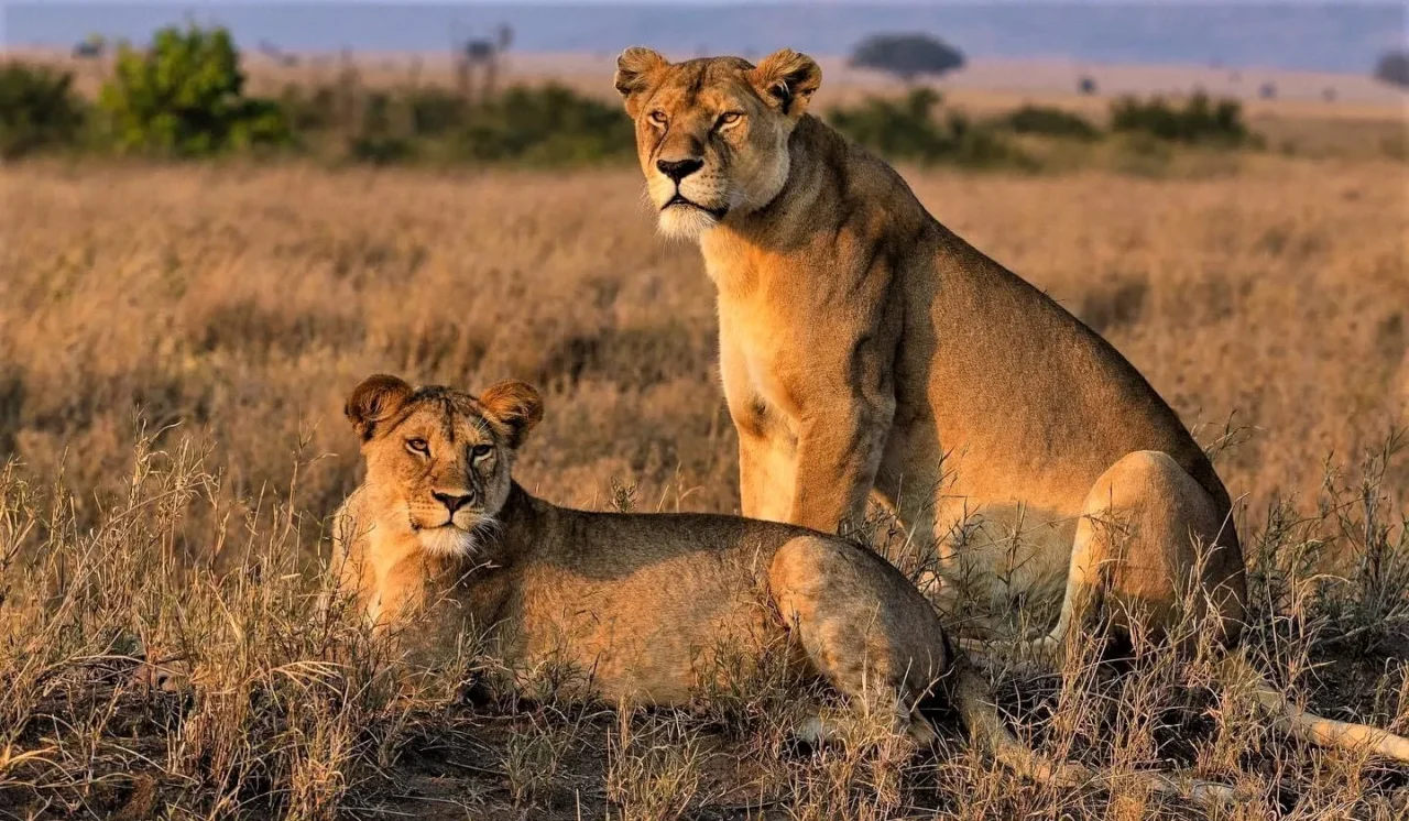 Which Park is Best for Lion Sightings Between Uganda and Kenya?
