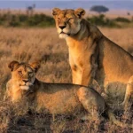 Which Park is Best for Lion Sightings Between Uganda and Kenya?