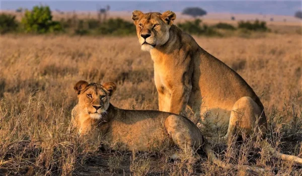 Which Park is Best for Lion Sightings Between Uganda and Kenya?