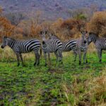 Which Parks in Rwanda Offer Wildlife Safaris