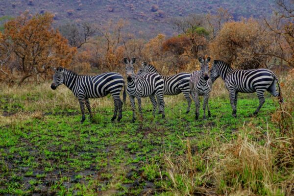 Which Parks in Rwanda Offer Wildlife Safaris
