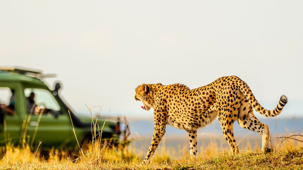 Which Wildlife Can I Expect to See on a Maasai Mara Game Drive?