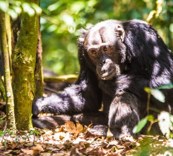 Chimpanzee Trekking 