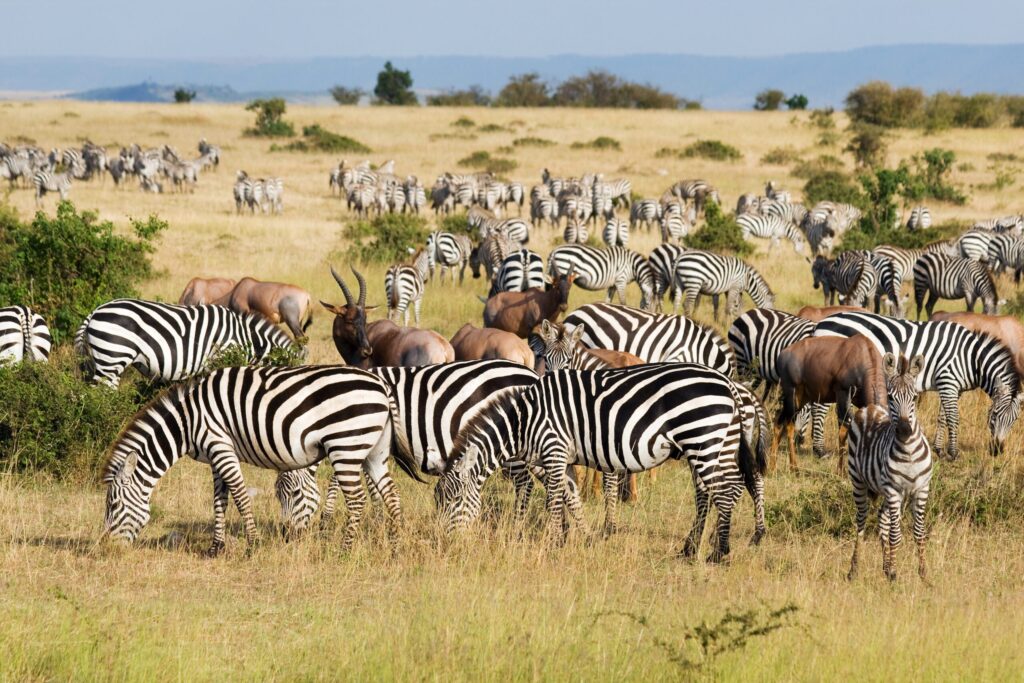 Can Uganda and Kenya Safaris Be Customized to Personal Interests?