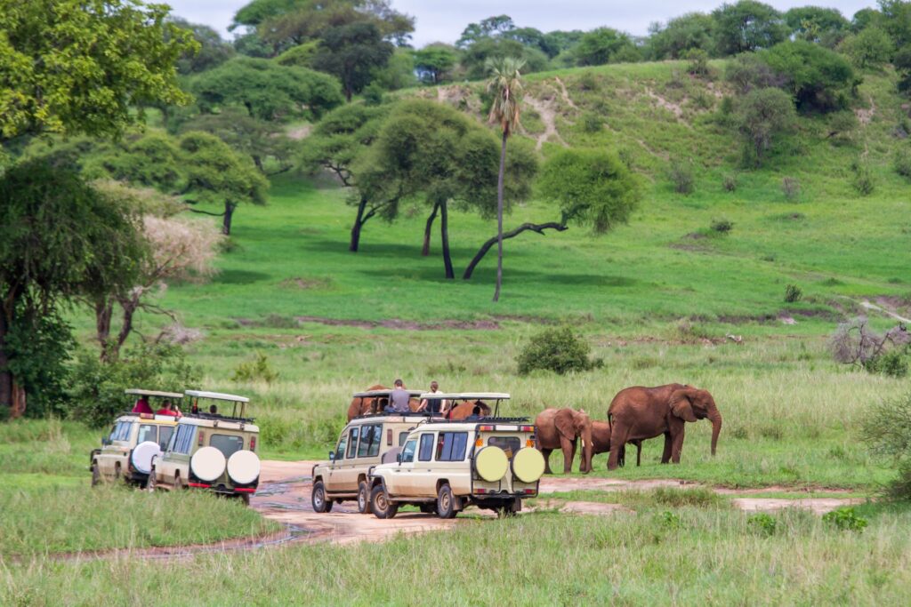 How many game drives are done per day?