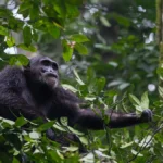 Is Fort Portal Close to National Parks?