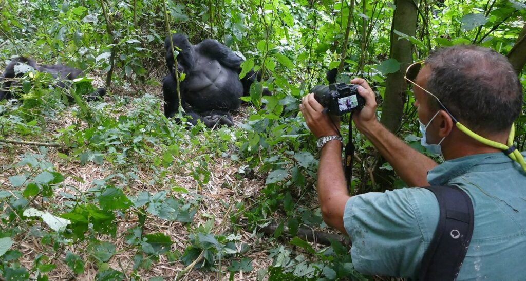Is Gorilla Trekking Safe?