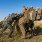 What Conservation Efforts Are in Place in the Parks?