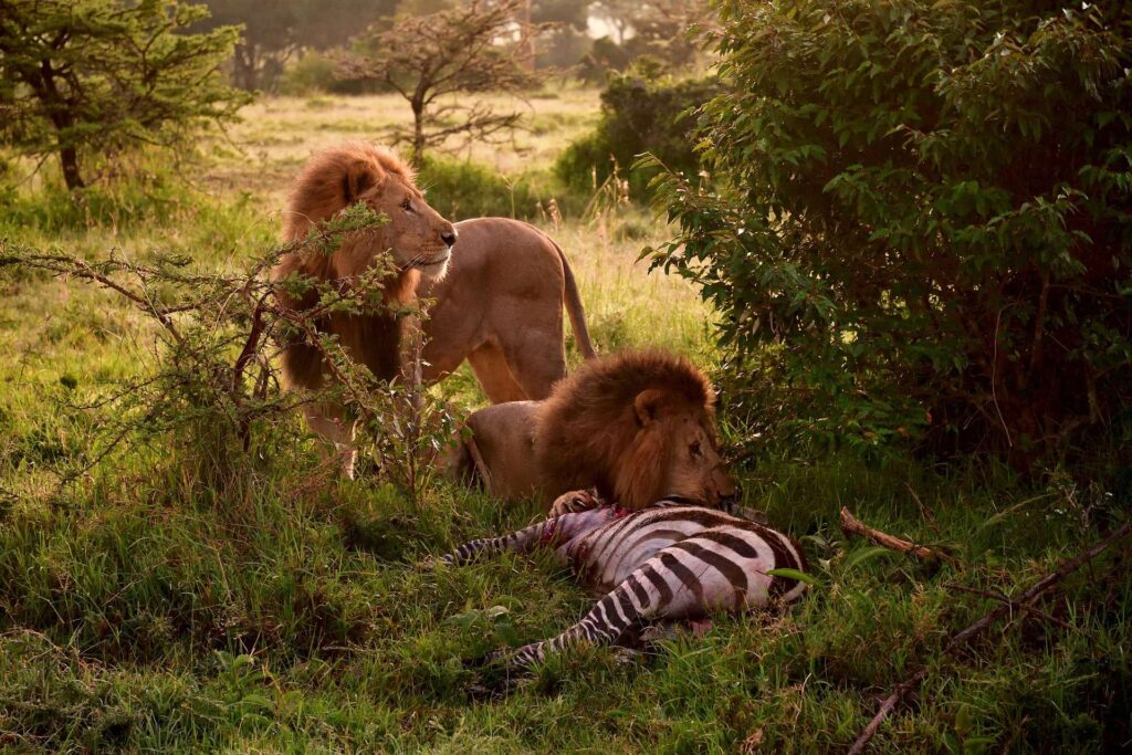 What animals can I see on a Kenya safari?