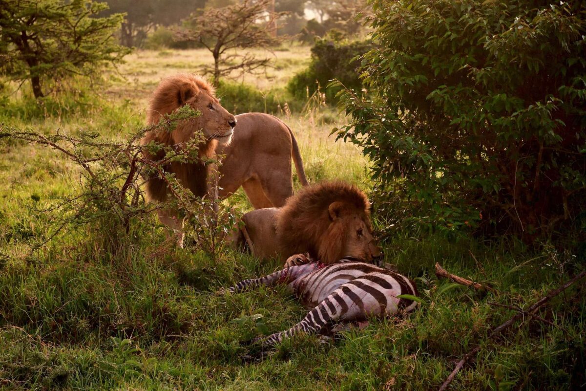 What animals can I see on a Kenya safari?