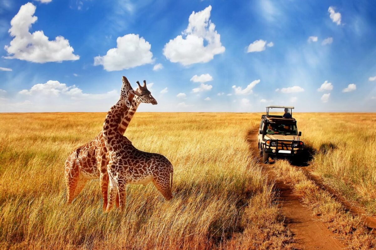 What is a safari, and what can I expect on a safari in Uganda or Kenya?