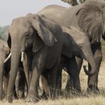 Where Can I See the Big Five in Kenya?