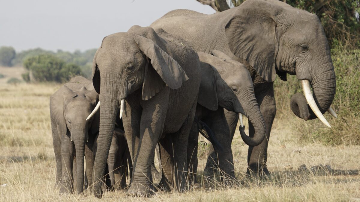 Where Can I See the Big Five in Kenya?
