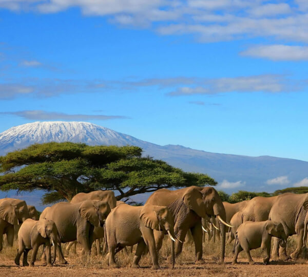 7 Days Exclusive Kenya Safari