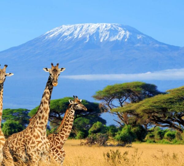 Ultimate Guide to an African Safari in Kenya
