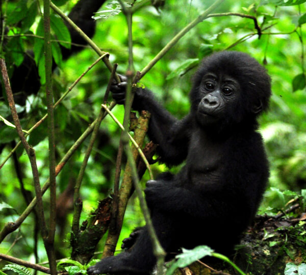 Flying Safaris in Uganda