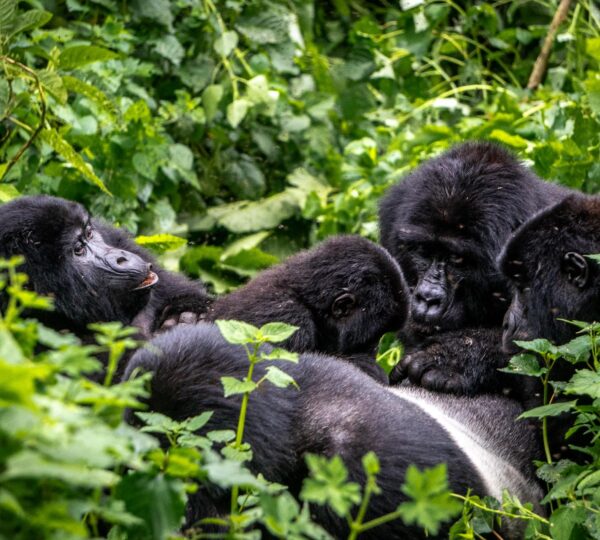 4 Days Rwanda & Uganda Gorilla Safari