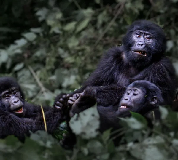 Uganda Gorilla Trekking vs Rwanda Gorilla Trekking