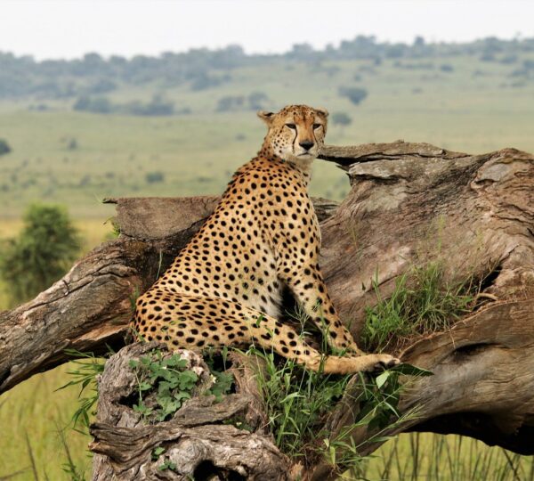 Ultimate Guide of Where to Go For Uganda Wildlife Safaris