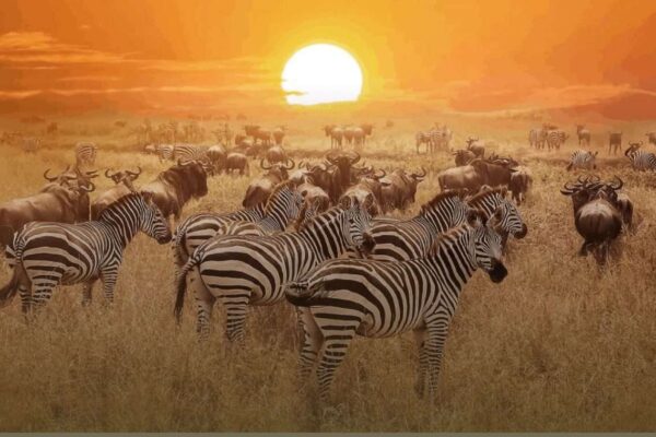 Masai Mara National Reserve