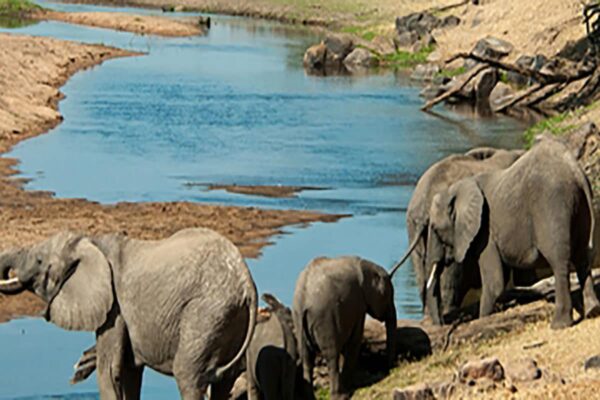 Ruaha National Park