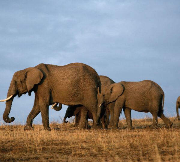 5 Days Tsavo Safari & Diani Beach
