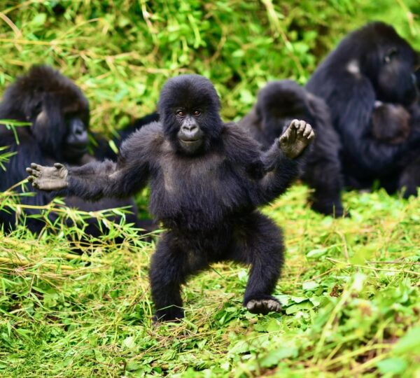 Where to Go for Gorilla Trekking in Africa?